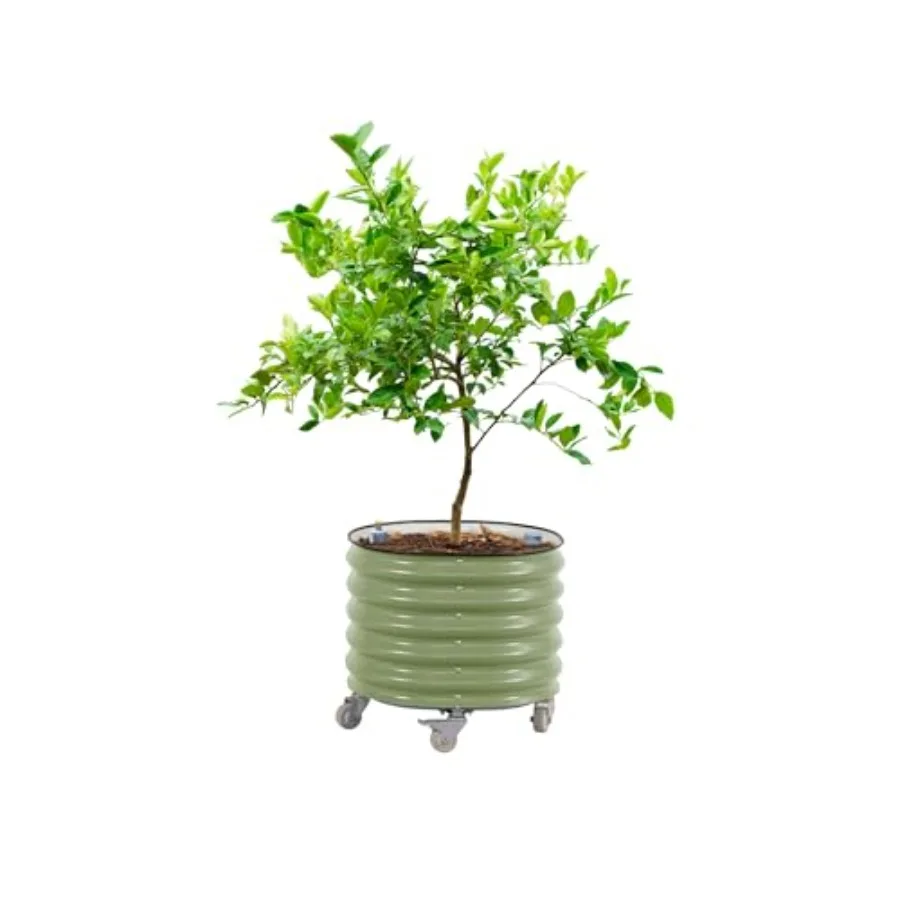 Rollender Zitrusbaum-Pflanzküb – Self Watering Planter Bewertung und Preis